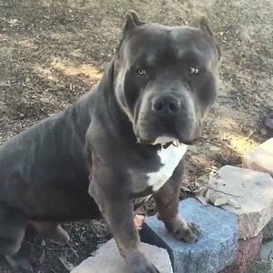 Meet your Posher, Ivan